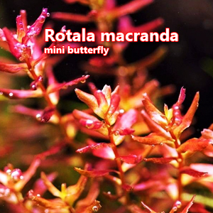 Rotala macranda mini butterfly